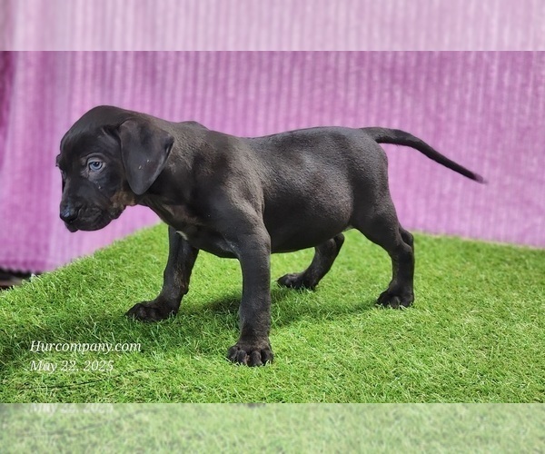 Medium Photo #3 Catahoula Leopard Dog Puppy For Sale in CUMBY, TX, USA