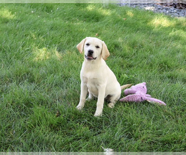 Medium Photo #1 Labrador Retriever Puppy For Sale in SYRACUSE, IN, USA