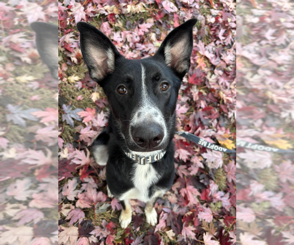 Medium Photo #2 Mutt Puppy For Sale in Rockville, MD, USA