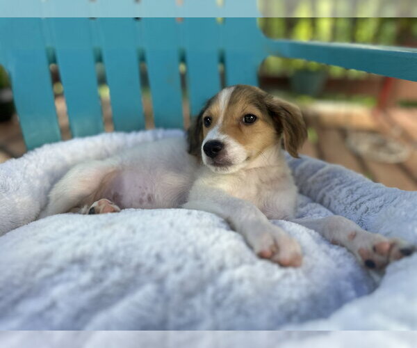 Medium Photo #4 Mutt Puppy For Sale in Pacolet, SC, USA