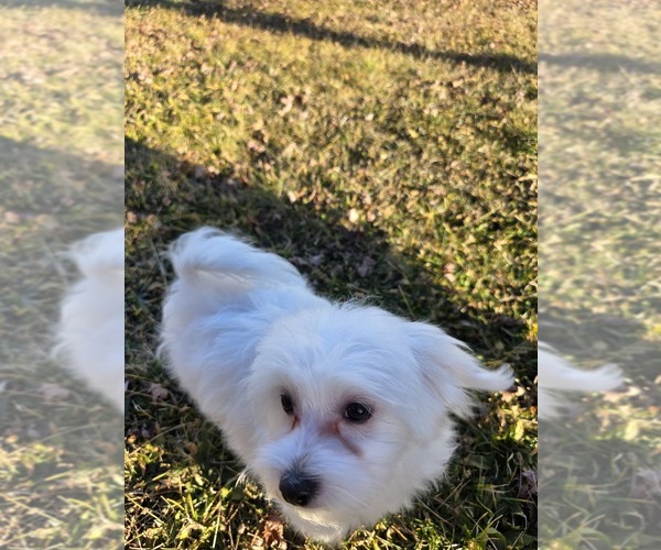 Medium Photo #2 Maltese Puppy For Sale in GRANGEVILLE, ID, USA