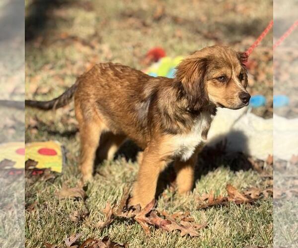 Medium Photo #2 Australian Shepherd-Cocker Spaniel Mix Puppy For Sale in Yardley, PA, USA