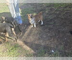 Small Photo #3 Pembroke Welsh Corgi Puppy For Sale in Sandy, UT, USA