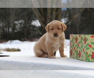 Labrador Retriever Puppy for sale in HYDE PARK, VT, USA