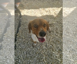 Beagle Dogs for adoption in Tampa, FL, USA