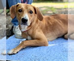 Small #3 Plott Hound Mix