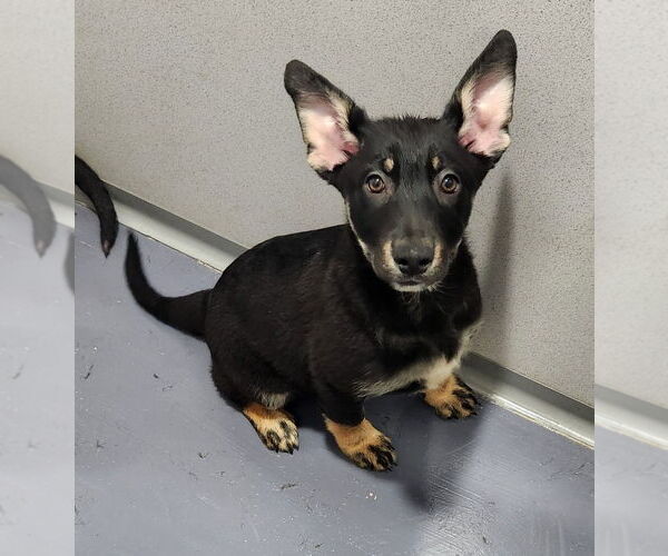 Medium Photo #2 Mutt Puppy For Sale in Walnutport, PA, USA