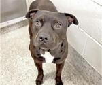Small #1 Staffordshire Bull Terrier Mix