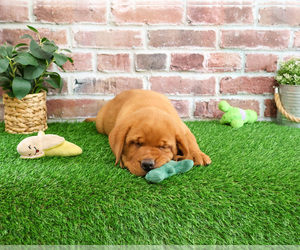 Labrador Retriever Puppy for sale in SYRACUSE, IN, USA