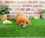 Image preview for Ad Listing. Nickname: Cantaloupe