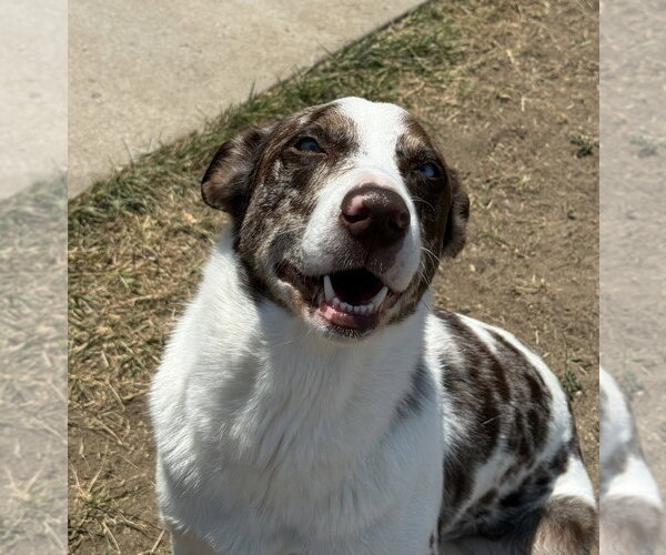 Medium Photo #16 Catahoula Leopard Dog-Unknown Mix Puppy For Sale in Lakewood, CO, USA