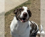 Small Photo #16 Catahoula Leopard Dog-Unknown Mix Puppy For Sale in Lakewood, CO, USA