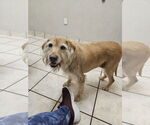 Small #9 Golden Retriever Mix