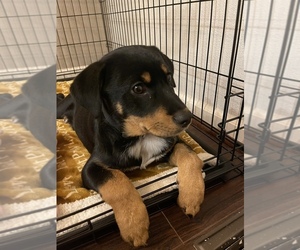 Mutt-Rottweiler Mix Puppy for sale in INDEPENDENCE, OR, USA