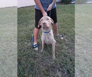 Chesapeake Bay Retriever Puppy for sale in HAINES CITY, FL, USA