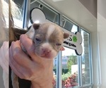 Puppy Lilah Boston Terrier