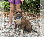 Small #2 American Staffordshire Terrier Mix