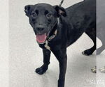 Small Labrador Retriever Mix