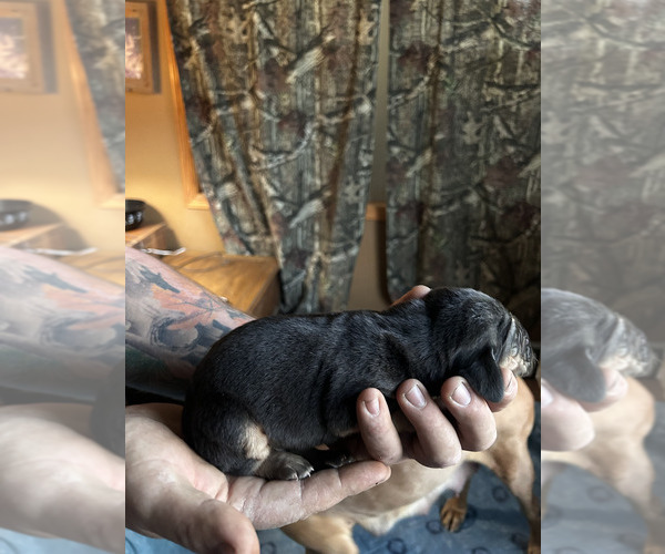 Medium Photo #4 Bloodhound Puppy For Sale in ABERDEEN, SD, USA