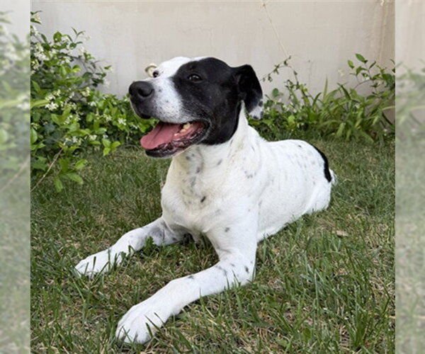 Medium Photo #2 Mutt Puppy For Sale in Las Vegas, NV, USA