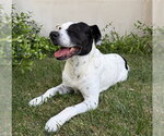 Small #1 Mutt