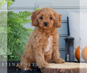 Cavapoo Puppy for sale in NARVON, PA, USA