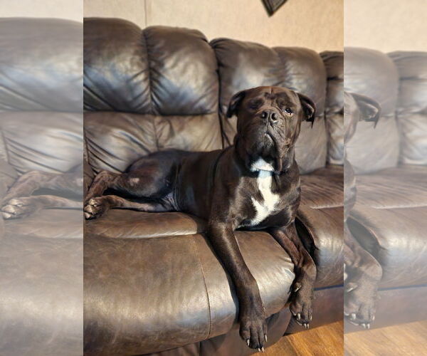 Medium Photo #10 American Bulldog-Unknown Mix Puppy For Sale in Shreveport, LA, USA