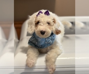Goldendoodle (Miniature) Puppy for sale in SAINT MARYS, KS, USA