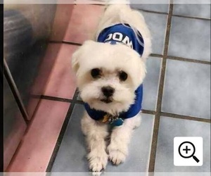 Father of the Maltese puppies born on 07/10/2025