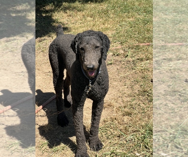 Medium Photo #1 Poodle (Standard) Puppy For Sale in LAWRENCEBURG, TN, USA