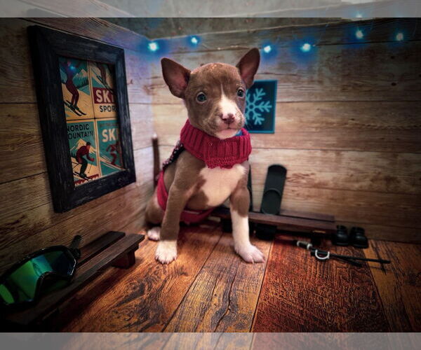 Medium Photo #3 Mutt Puppy For Sale in New London, WI, USA