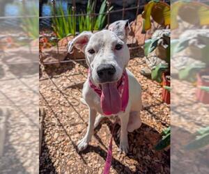 Dalmatian-Unknown Mix Dogs for adoption in San Antonio, TX, USA