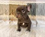 Small #2 French Bulldog