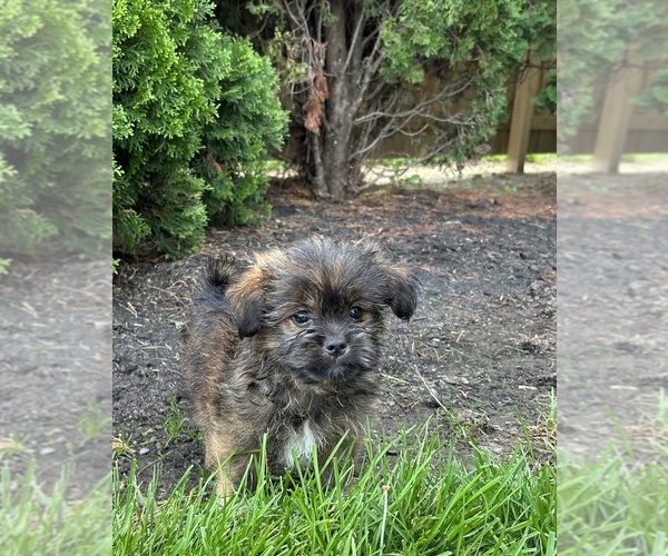 Medium Photo #2 Shiranian Puppy For Sale in MIDDLEBURY, IN, USA