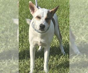 Mutt Dogs for adoption in Houston, TX, USA