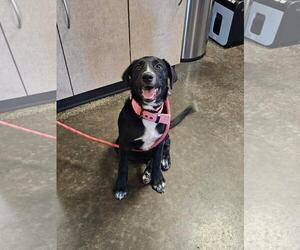 Great Pyrenees-Unknown Mix Dogs for adoption in Rockwall, TX, USA
