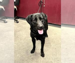 Labrador Retriever Dogs for adoption in Downey, CA, USA