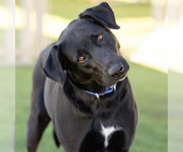 Medium Photo #1 Labrador Retriever-Unknown Mix Puppy For Sale in Camarillo, CA, USA