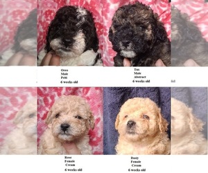 Poodle (Toy) Puppy for sale in HEPPNER, OR, USA
