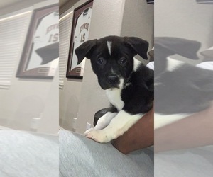 Akita-Cane Corso Mix Puppy for sale in ARVADA, CO, USA