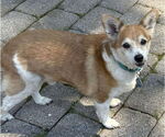 Small #18 Chi-Corgi