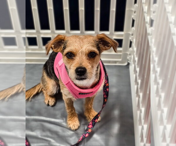 Medium Photo #1 Mutt Puppy For Sale in Morganville, NJ, USA