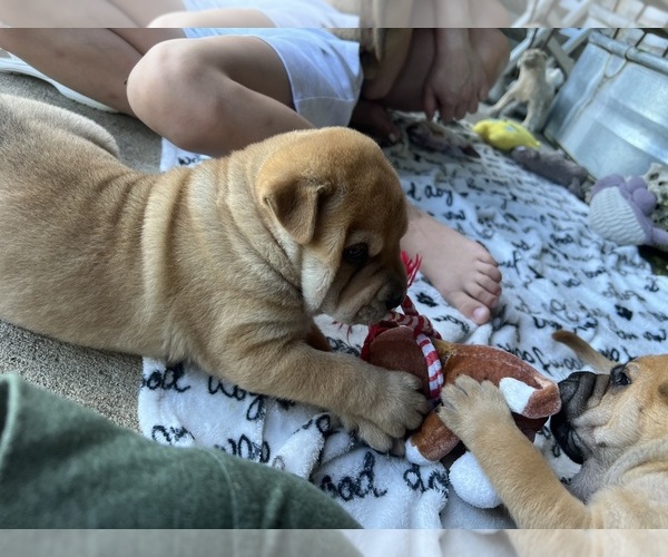 Medium Photo #5 Chinese Shar-Pei Puppy For Sale in FORT WORTH, TX, USA