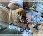 Small #4 Chinese Shar-Pei