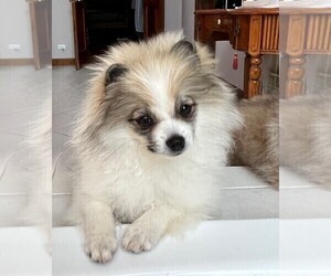 Pomeranian Puppy for sale in LISLE, IL, USA