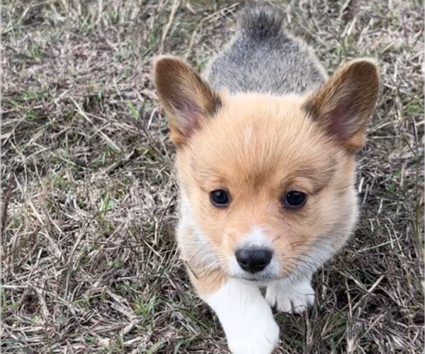 Medium Photo #9 Pembroke Welsh Corgi Puppy For Sale in MIDLOTHIAN, TX, USA