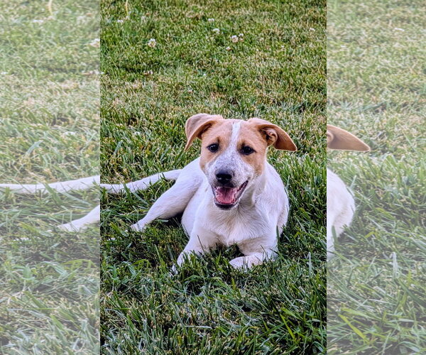 Medium Photo #7 Mutt Puppy For Sale in Sandy, UT, USA