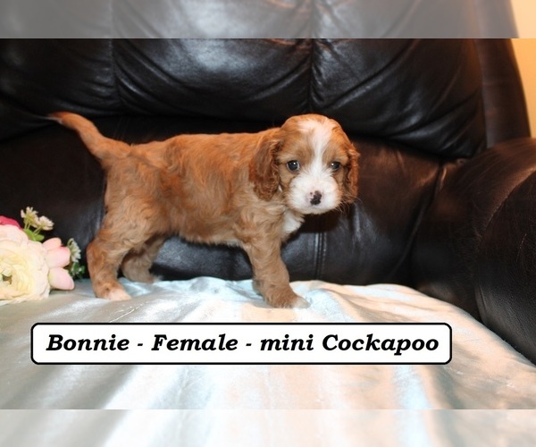 Medium Photo #4 Cockapoo (Miniature) Puppy For Sale in CLARKRANGE, TN, USA