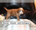 Small #3 Cockapoo (Miniature)