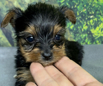 Small #5 Yorkshire Terrier